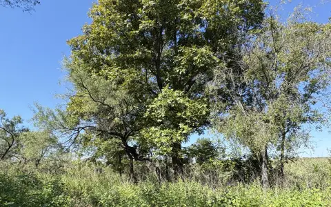 Árboles grandes y vegetación natural dentro del Terreno Río Escondido