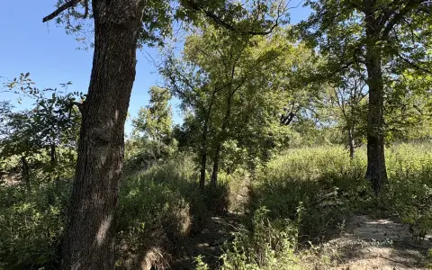 Árboles frondosos a orilla del Río Escondido en Piedras Negras