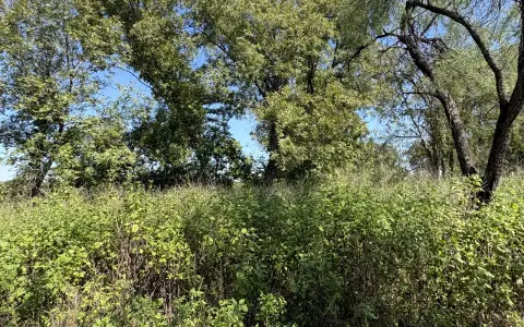 Vegetación y sombra de árboles en el Terreno Río Escondido